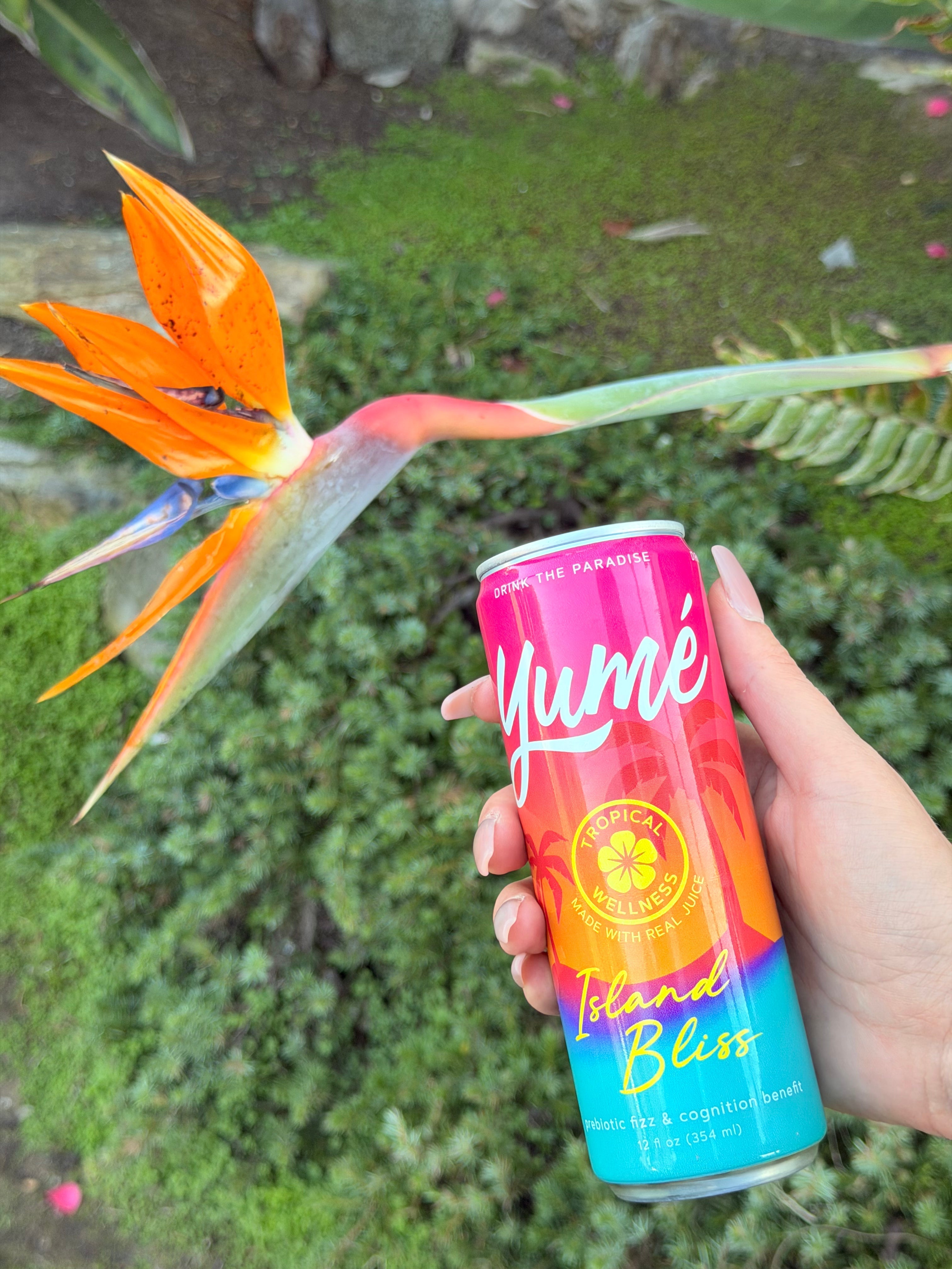 Delicious Yume can by tropical plant